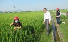  Thị trấn Triệu Sơn chú trọng phát triển nông nghiệp và vùng sản xuất lúa chất lượng cao
